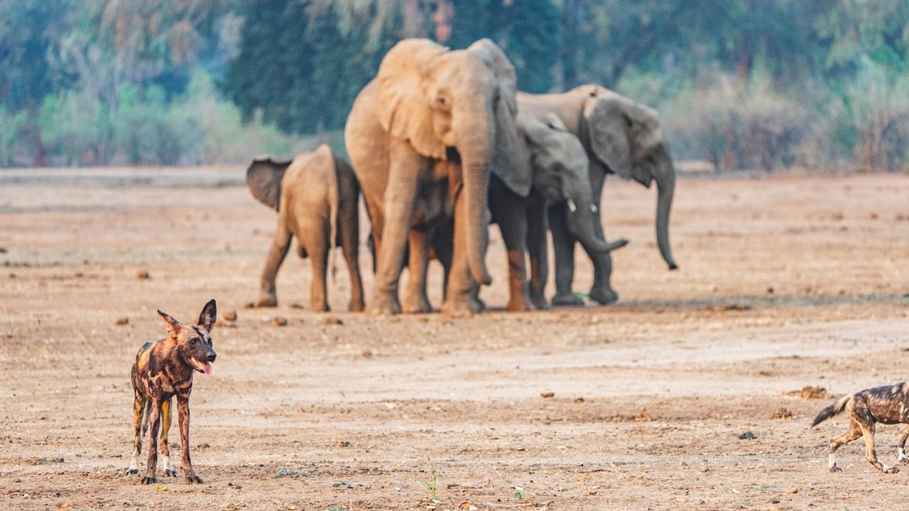 Reisverhaal Zambia: een luxe en exclusieve safari reis door Zambia