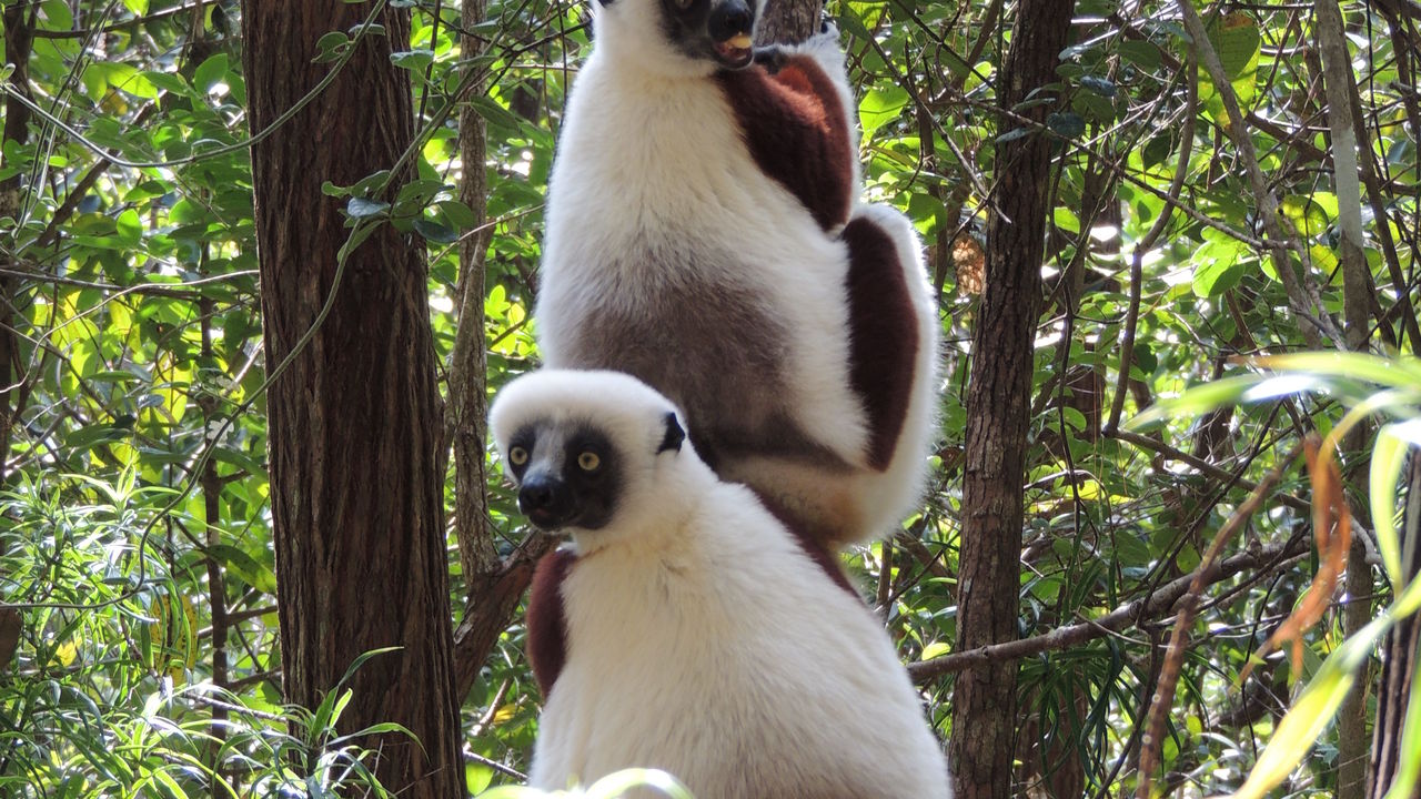 rondreis Madagascar - regenwoud Andasibe Mantadia National Park