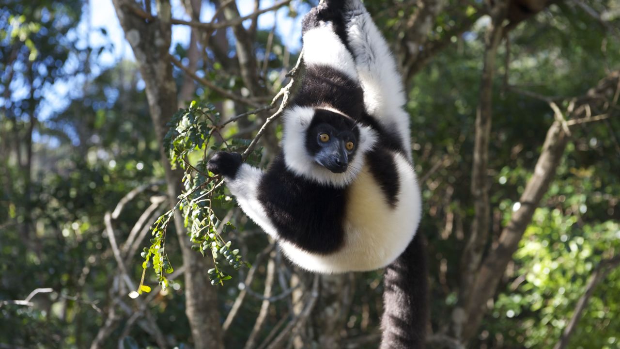 Madagascar RN7 en westroute langs kust » Matoke