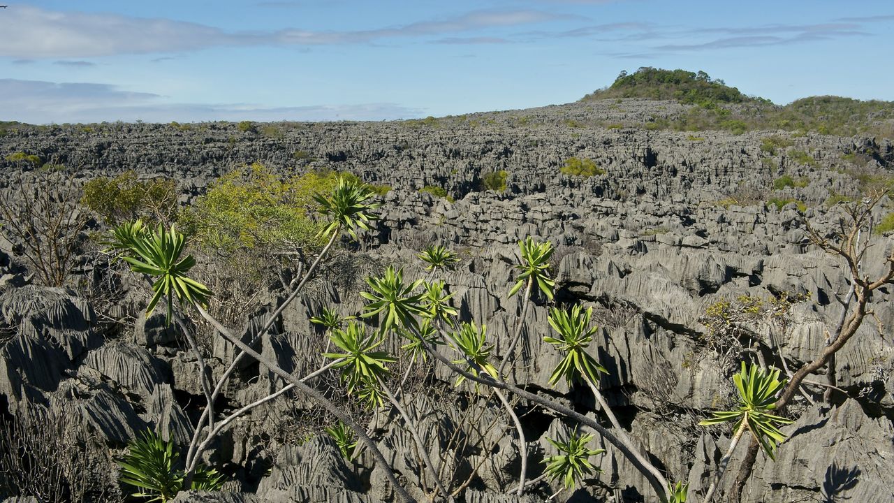 Madagascar vakantie - Rondreis & reizen naar Madagascar Afrika
