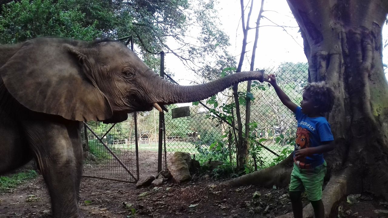Entebbe » Matoke