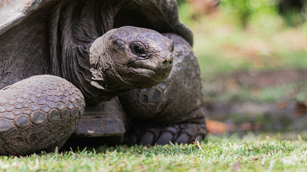 Reuzenschildpad bezienswaardigheid Seychellen