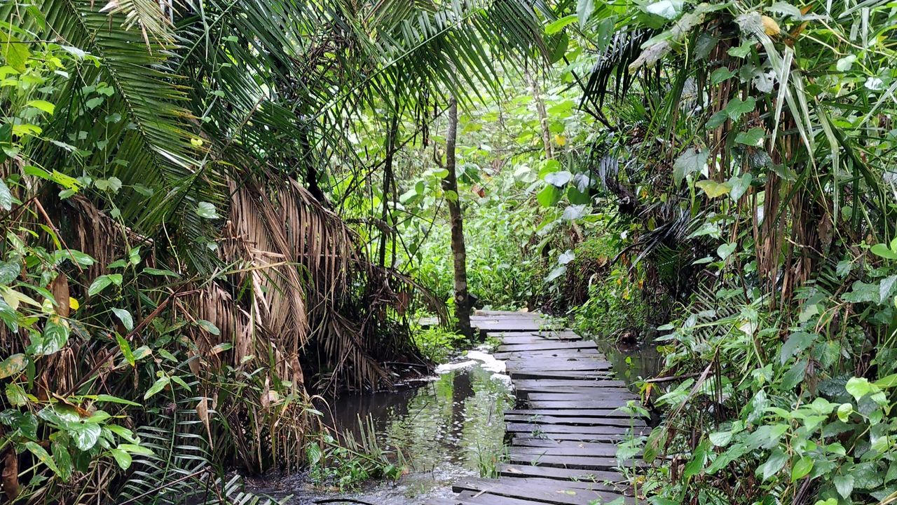 Bigodi Swamp - Oeganda - natuurbehoud Oeganda