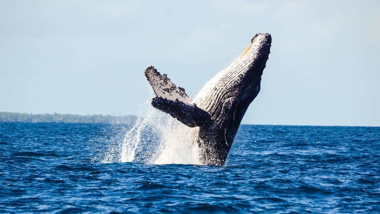 Safari Mozambique in Maputo National Park | Matoke Tours