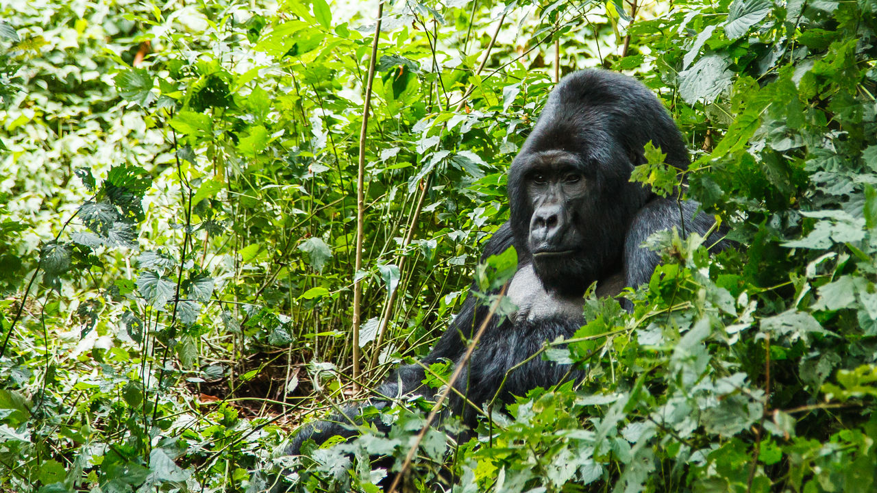 Gorillagroepen in Rwanda » Matoke