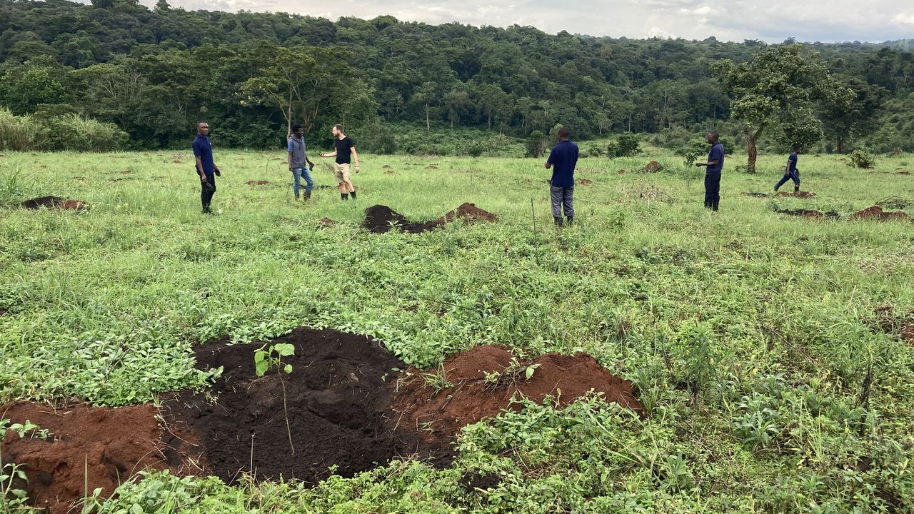 Chris Roberts Forest Foundation - Oeganda - investeer in groen » Matoke