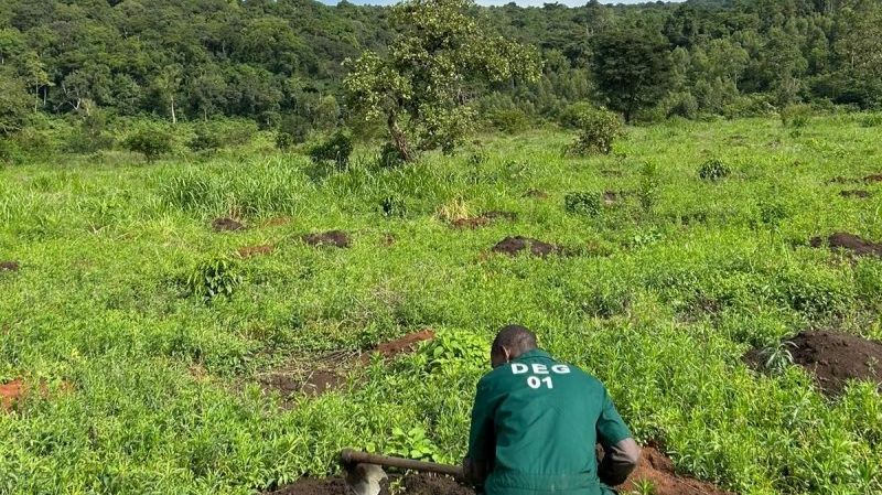 Chris Roberts Forest Foundation - Oeganda - investeer in groen » Matoke