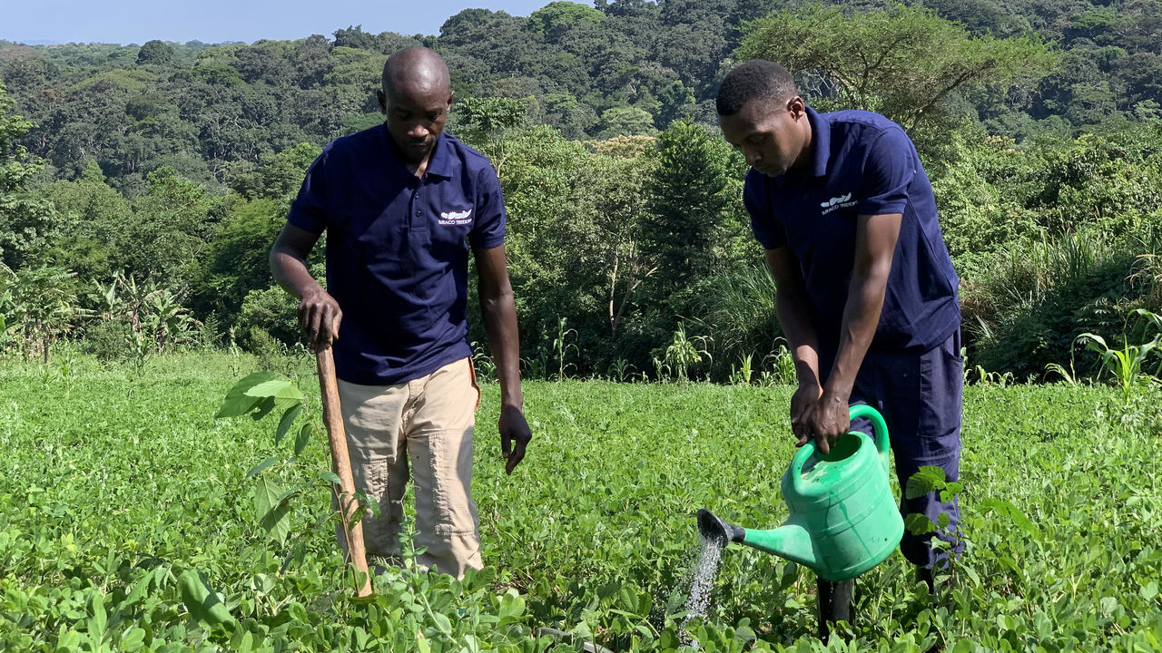 Chris Roberts Forest Foundation - Oeganda - investeer in groen » Matoke