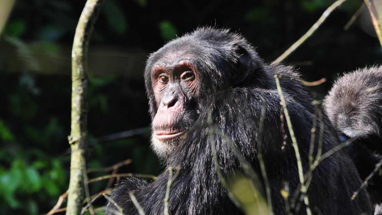 Met gezin op safari naar Oeganda en Zanzibar