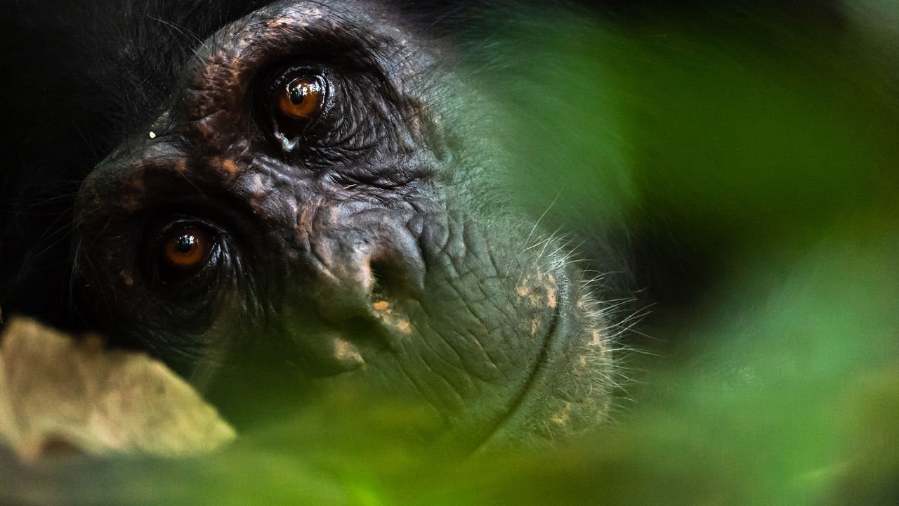 Bugoma Forest | Chimpanzee trekking in Uganda | Matoke Tours