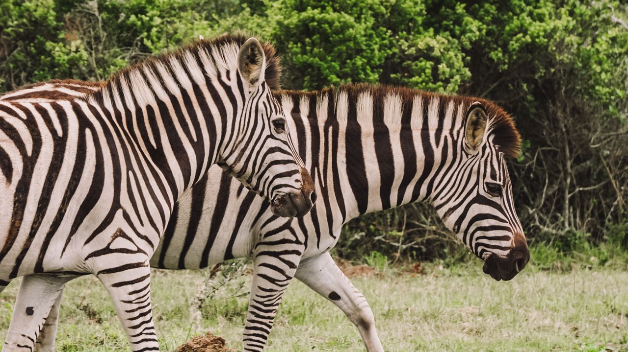 Hoe kies je de beste rondreis door Zuid-Afrika? | Matoke Tours