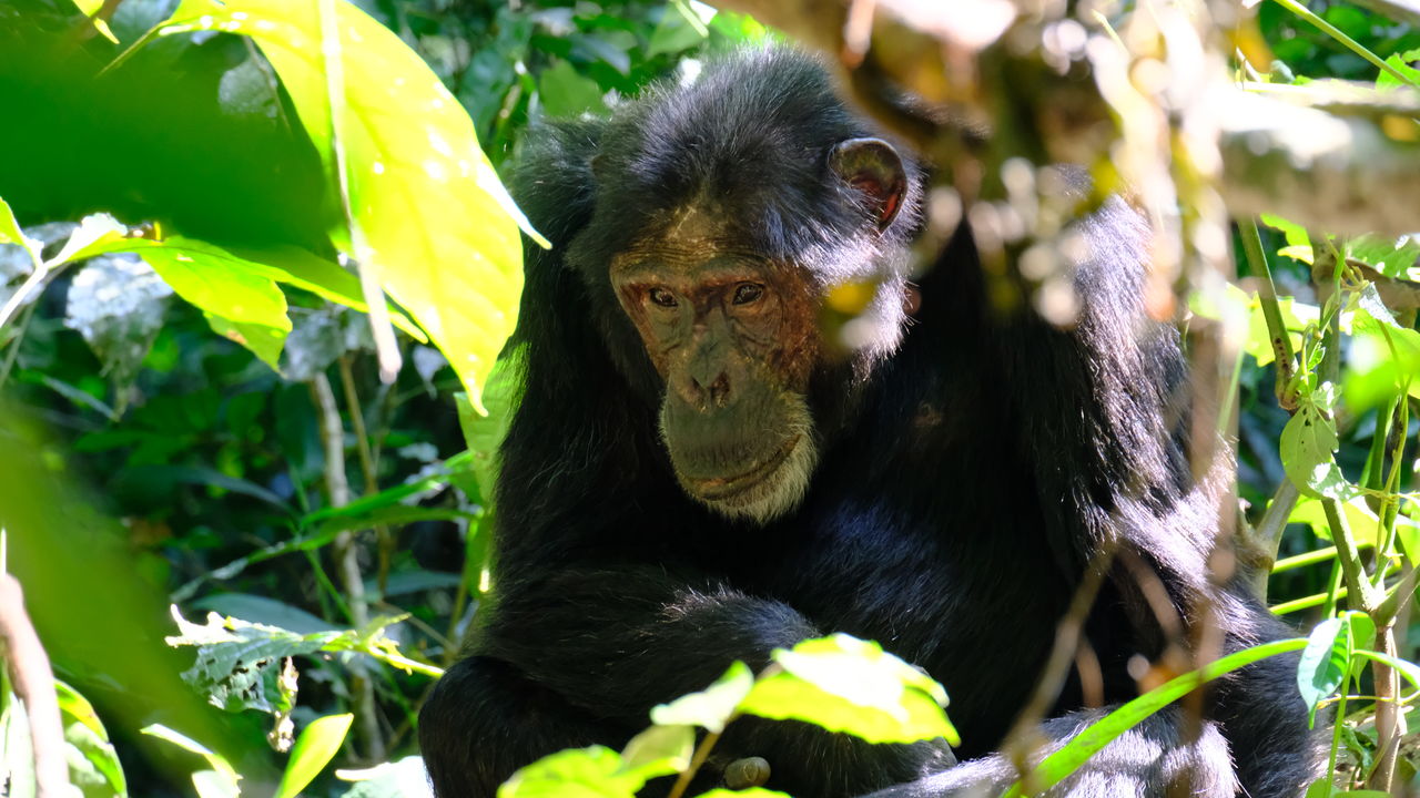 Oeganda actief met Rwenzori trekking » Matoke
