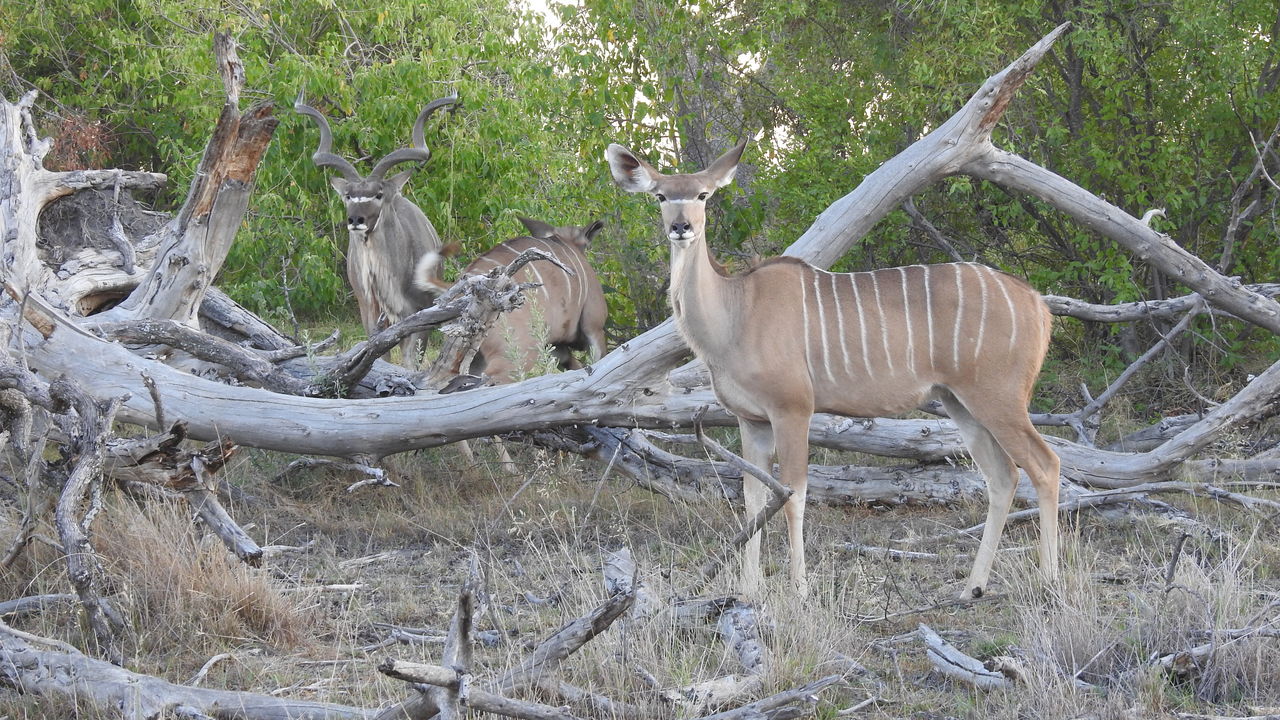 Okavango delta safari met Matoke Tours - Verlenging naar de delta