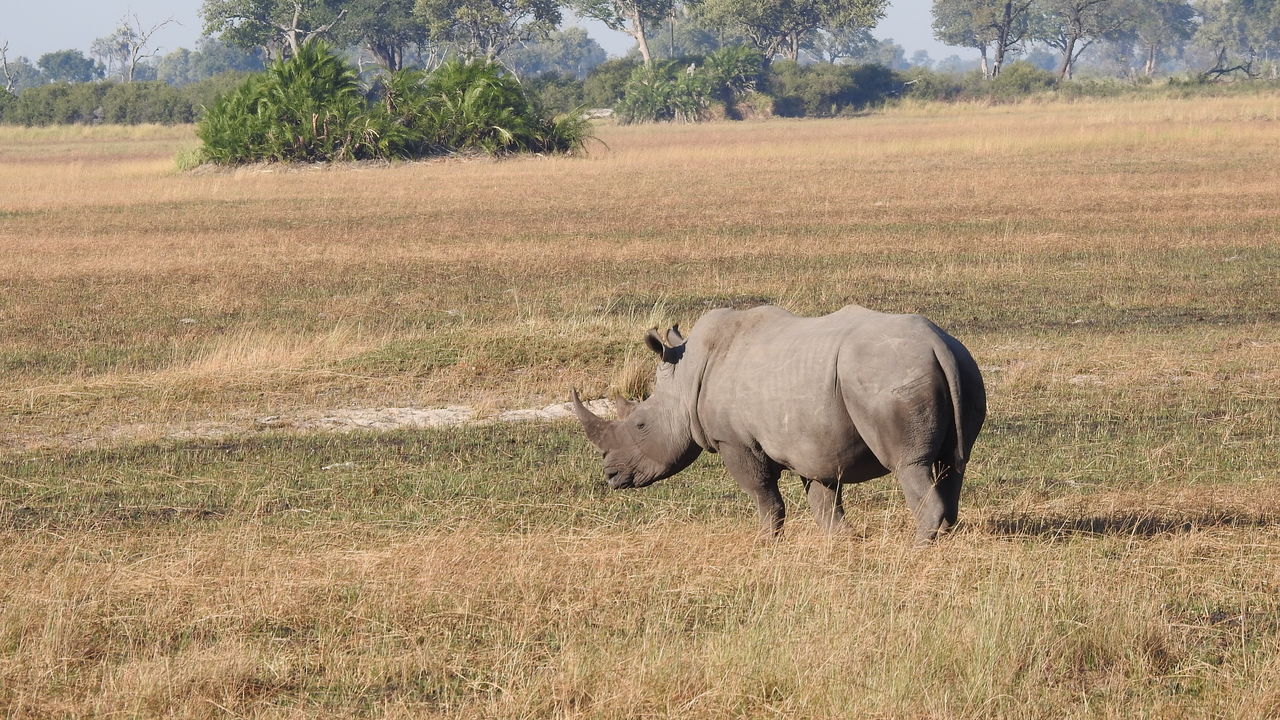 Okavango delta safari met Matoke Tours - Verlenging naar de delta