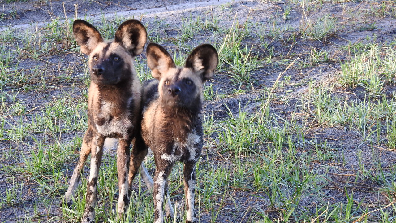 Okavango delta safari met Matoke Tours - Verlenging naar de delta