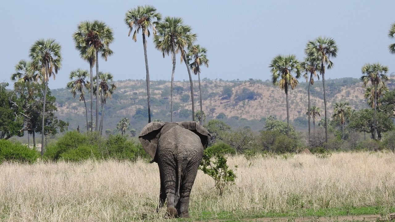 Tanzania informatie | Praktische reisinformatie | Matoke Tours