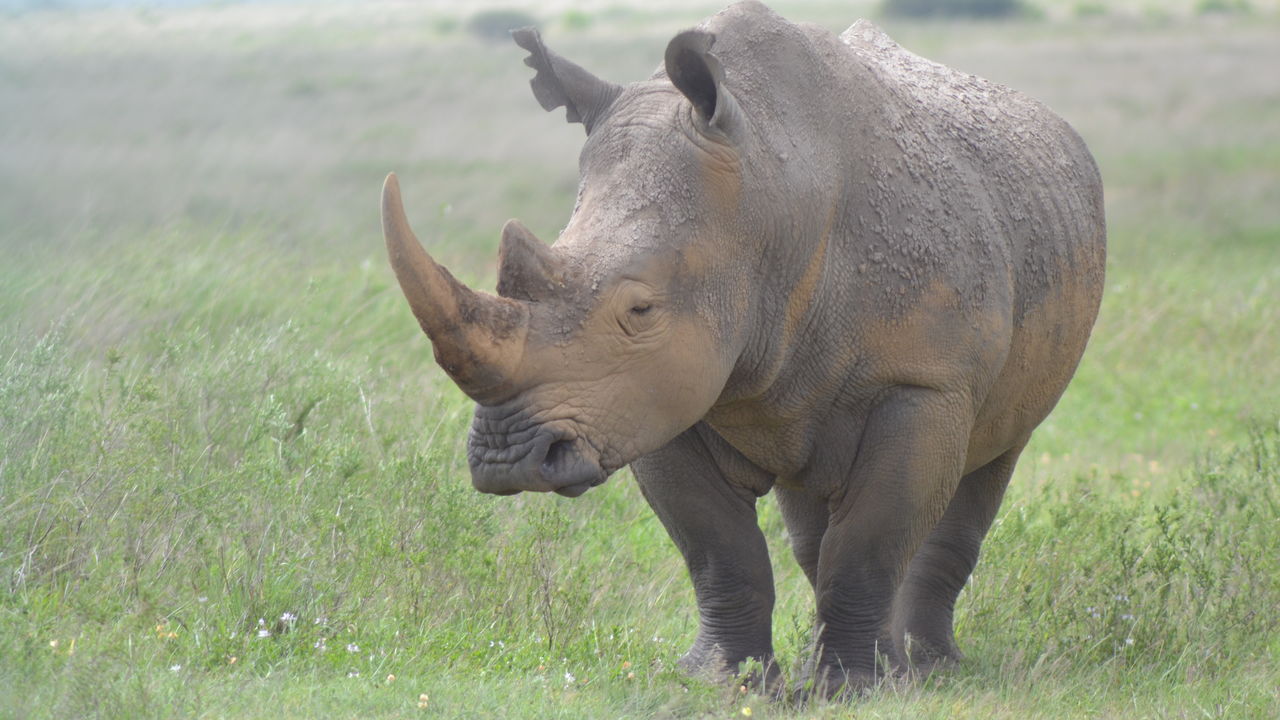 Ol Pejeta Conservancy - Tips & informatie | Matoke Tours