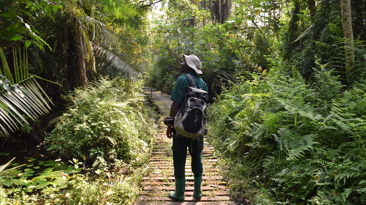 Bigodi Swamp - Oeganda - natuurbehoud Oeganda