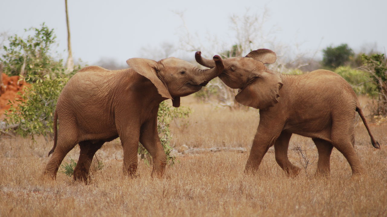 Kenia praktische reisinformatie | Matoke Tours