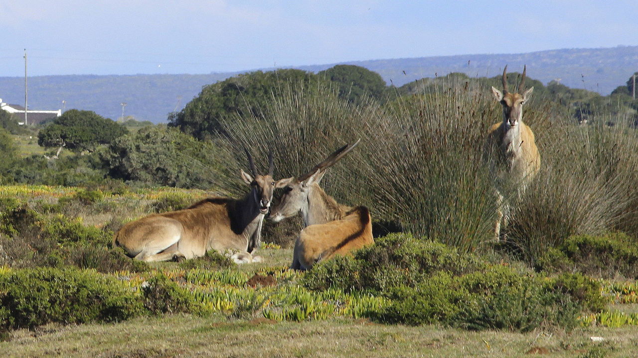 De Hoop - Natuur Reservaat - Zuid-Afrika - Matoke Tours