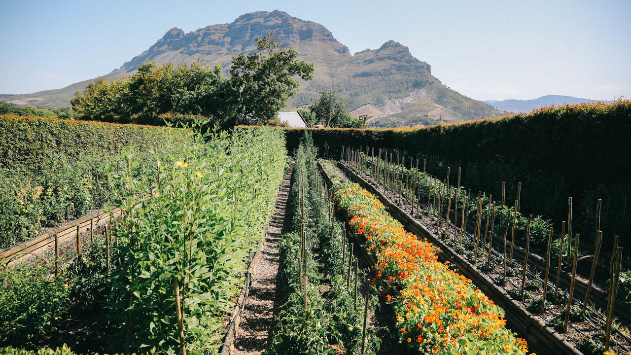 Kaapse Wijnlanden - Cape Winelands - Zuid-Afrika - Matoke Tours