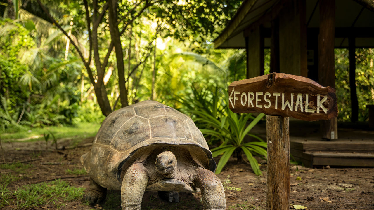 Alphonse Island Seychellen | Tips en informatie | Matoke Tours