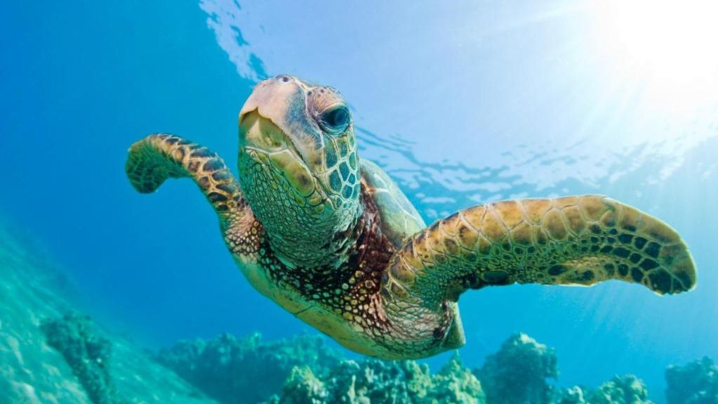 Exclusief op Denis Private Island » Matoke Tours