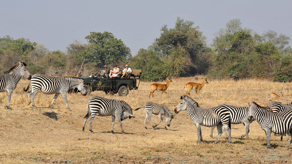 Safari South Luangwa nationaal park in Zambia - Matoke Tours