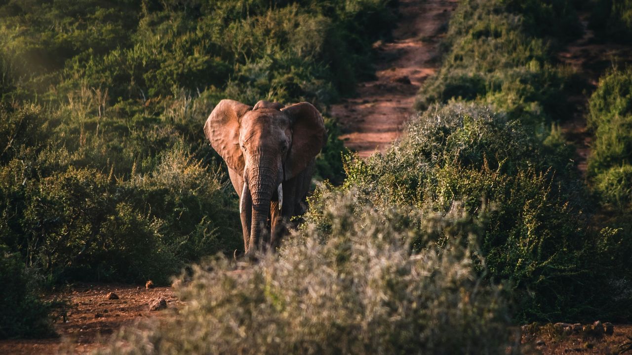 Addo Elephant Park | Zuid-Afrika | Matoke Tours