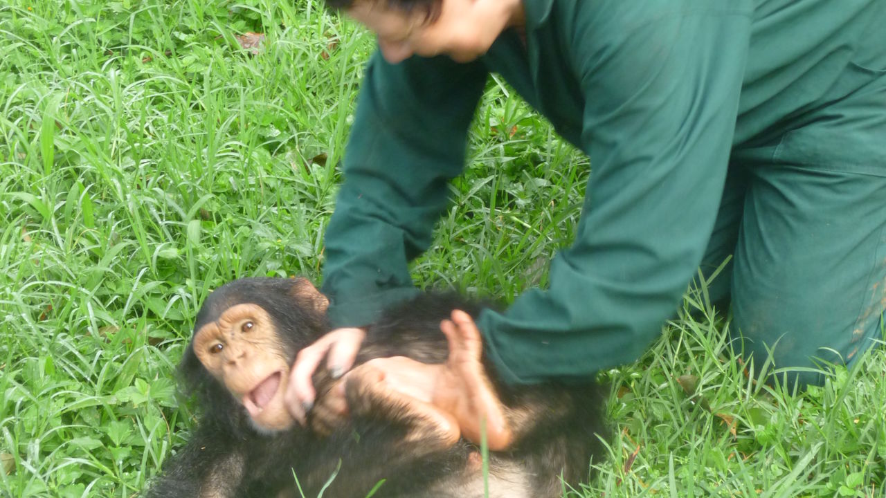 Chimpansees Oeganda - Entebbe Zoo - Uganda Wildlife Education Centre