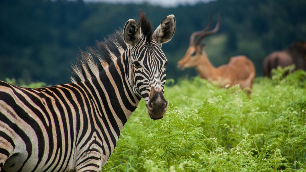 Hoe kies je de beste rondreis door Zuid-Afrika? | Matoke Tours