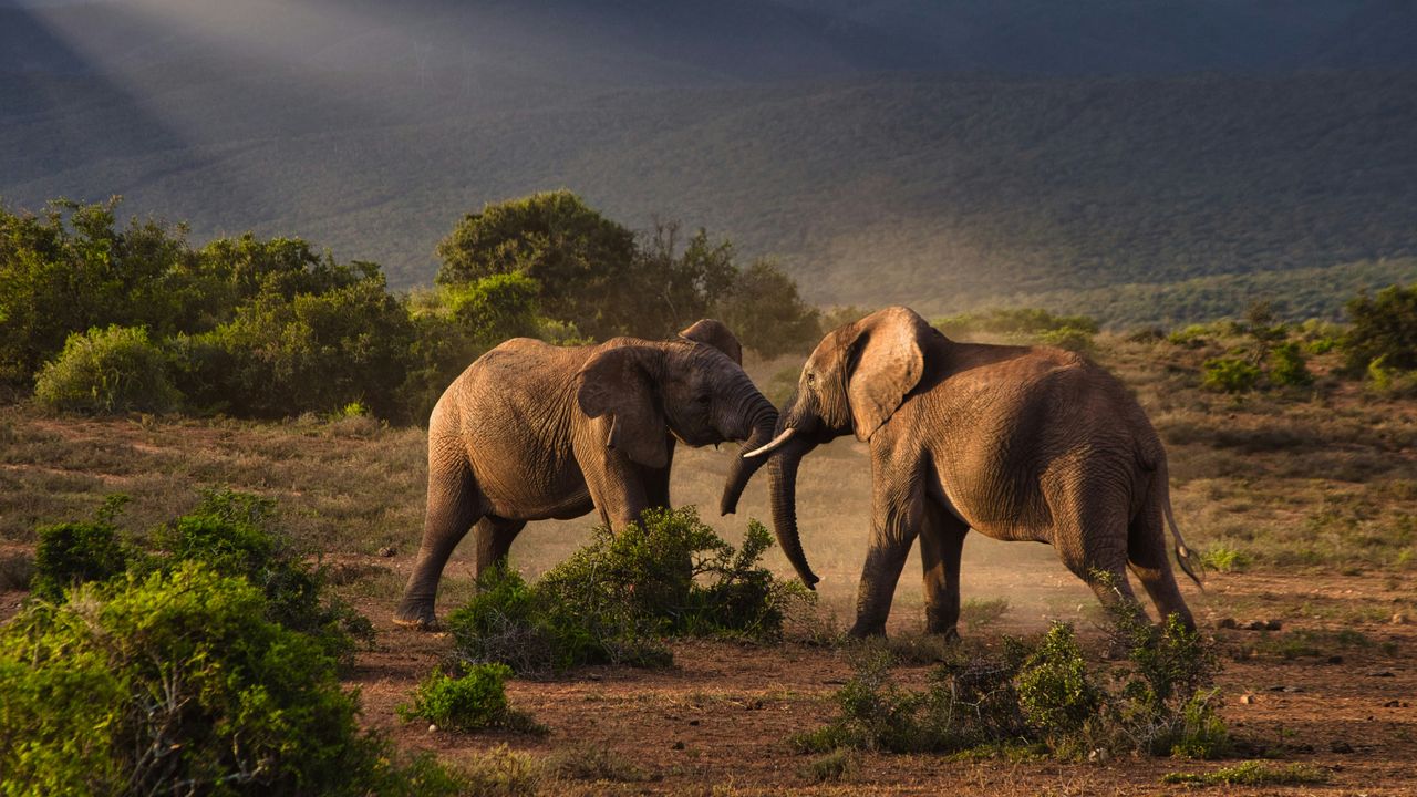 Addo Elephant Park | Zuid-Afrika | Matoke Tours