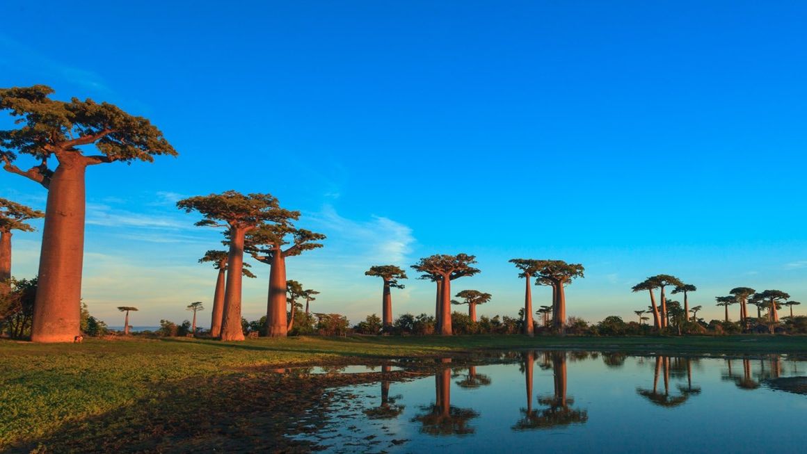 Madagascar reis - De Baobab Laan