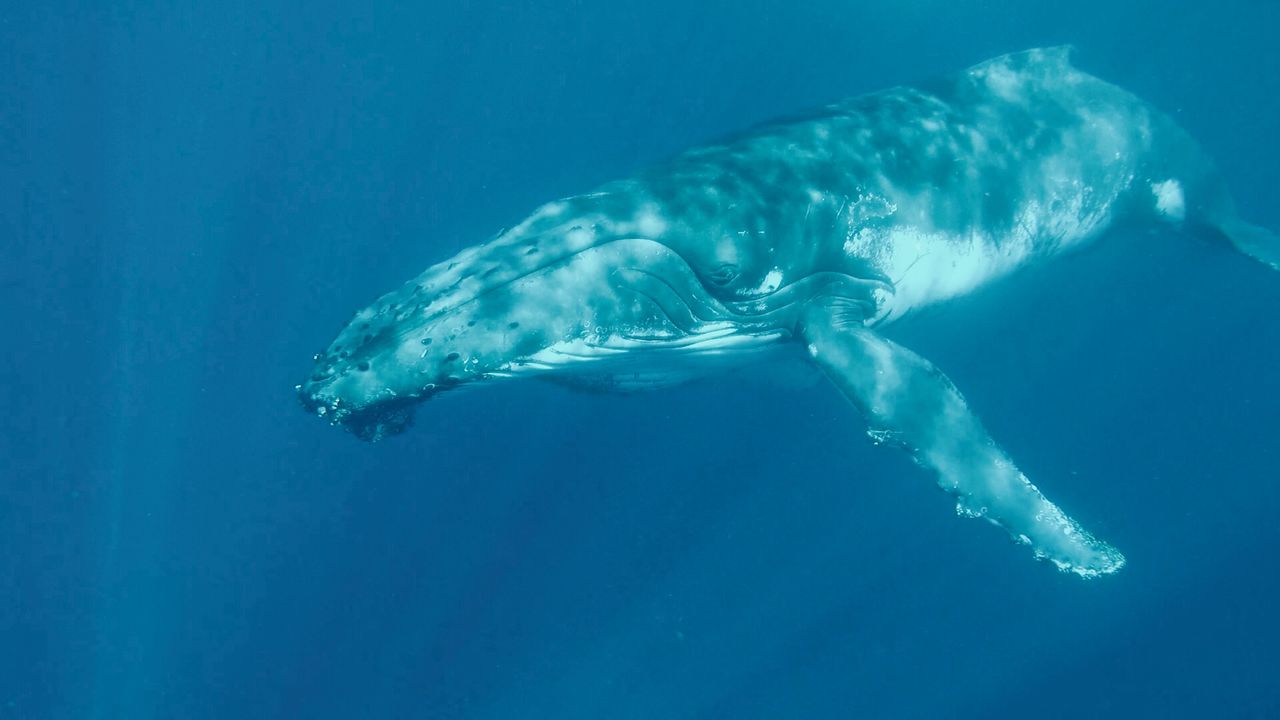 bultrug walvis