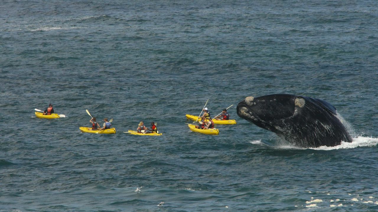 Hermanus - Walvissen - Zuid-Afrika - Matoke Tours