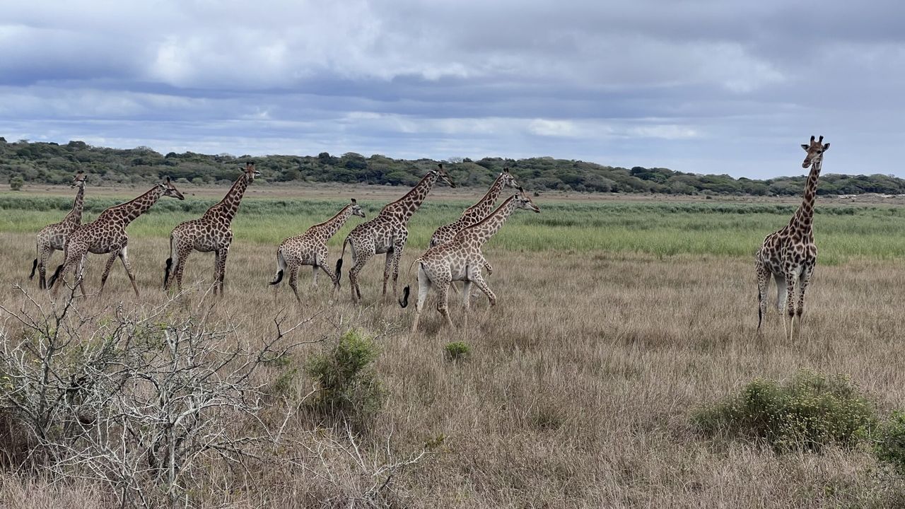 Safari Mozambique in Maputo National Park | Matoke Tours