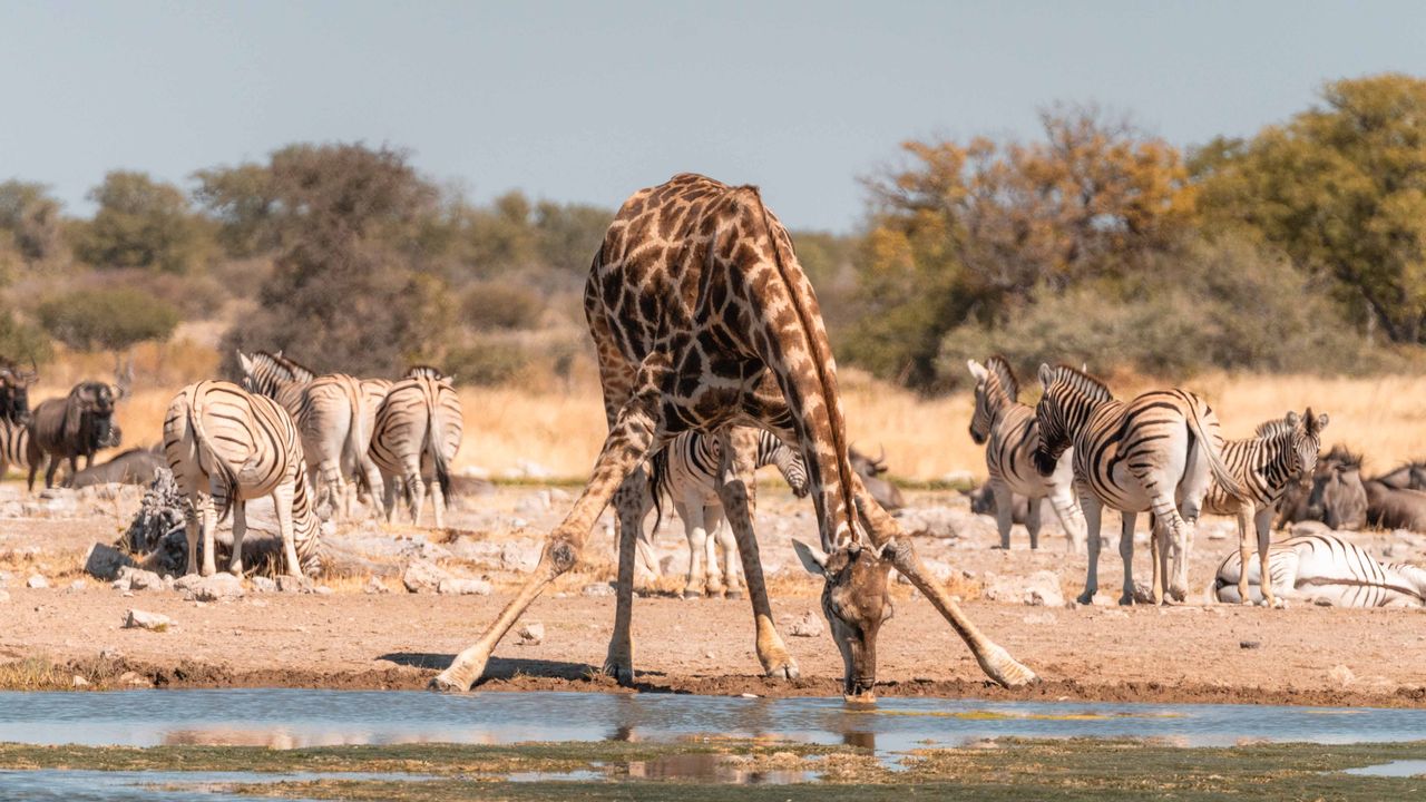Zelf rijden Etosha