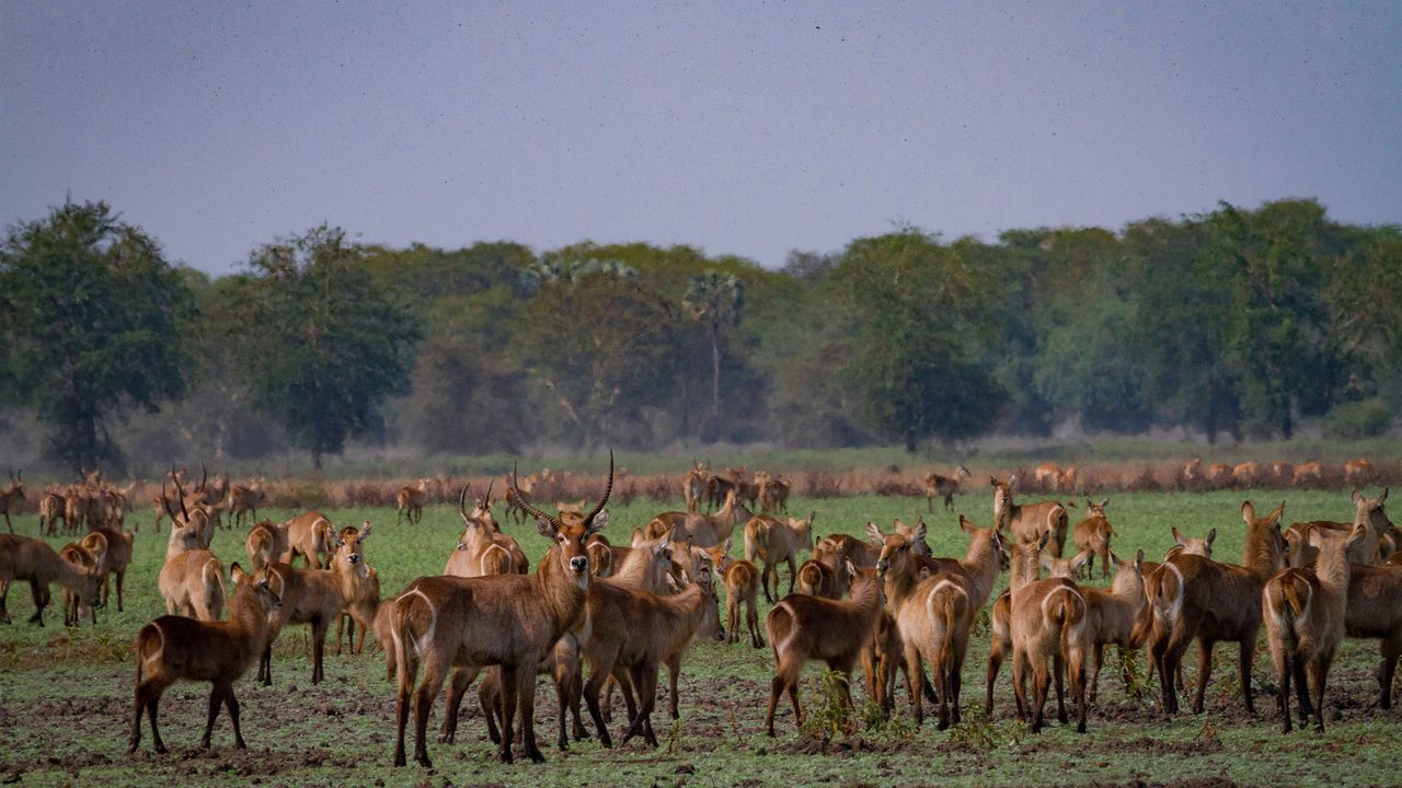 Gorongosa National Park | Safari in Mozambique | Matoke Tours