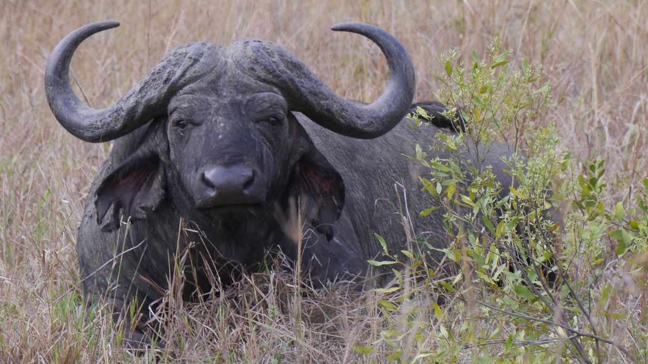 Hluhluwe-iMfolozi wildreservaat | Matoke Tours