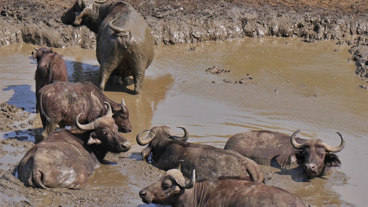 Hluhluwe-iMfolozi wildreservaat | Matoke Tours