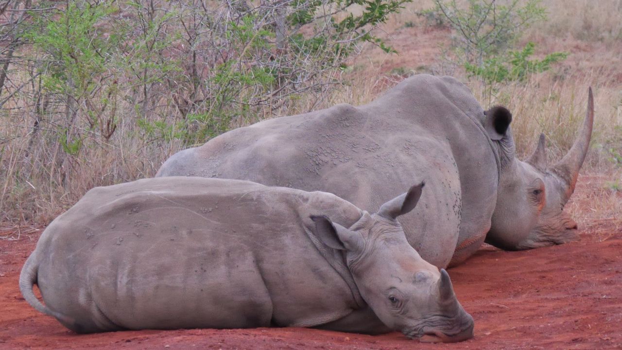 Hluhluwe-iMfolozi wildreservaat | Matoke Tours