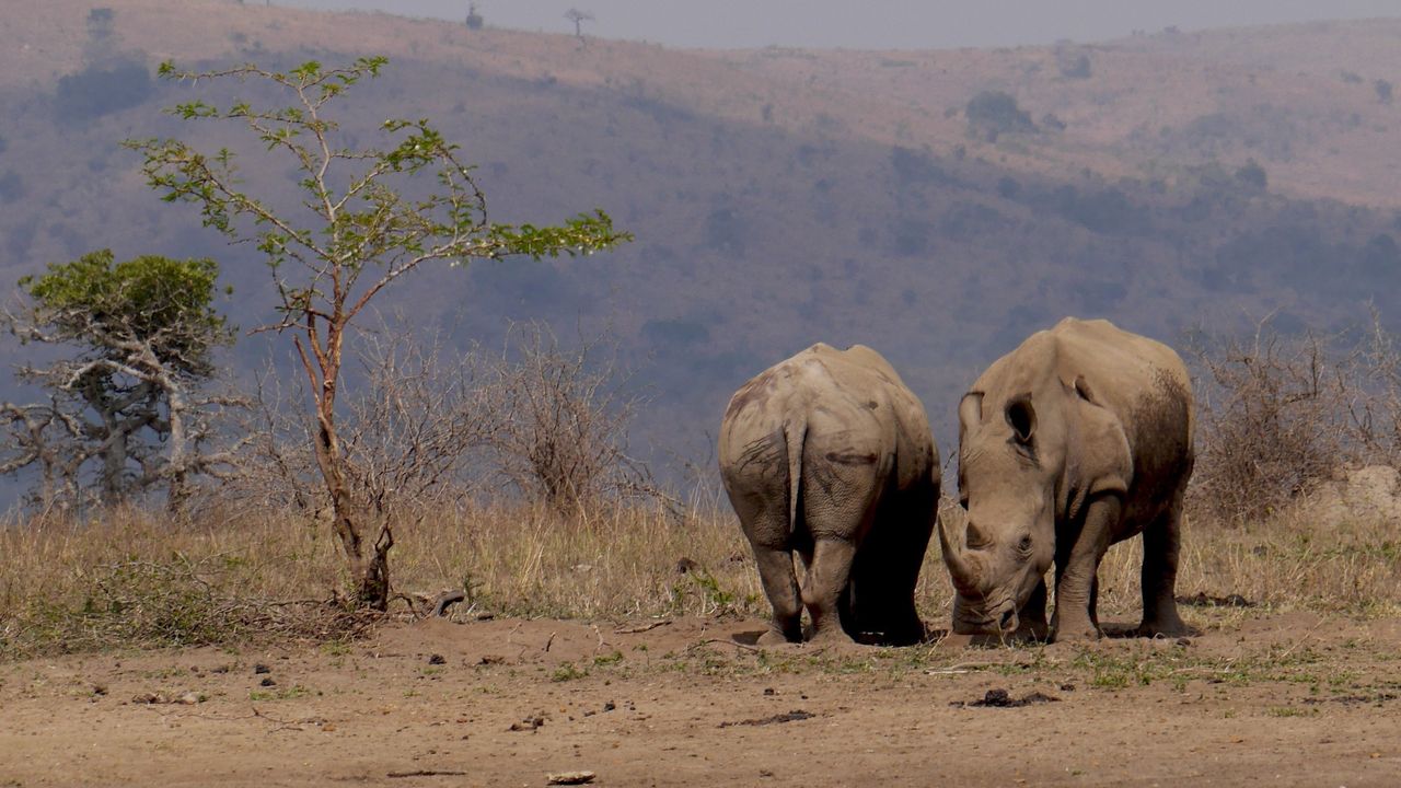 Hluhluwe-iMfolozi wildreservaat | Matoke Tours