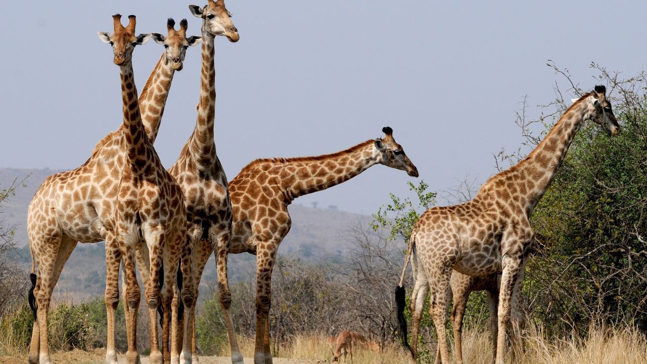 Hluhluwe-iMfolozi wildreservaat | Matoke Tours