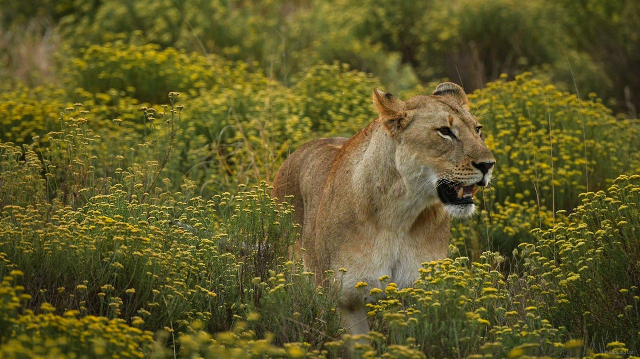 Hluhluwe-iMfolozi wildreservaat | Matoke Tours