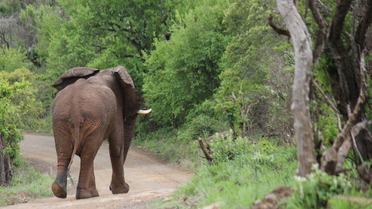 Hluhluwe-iMfolozi wildreservaat | Matoke Tours