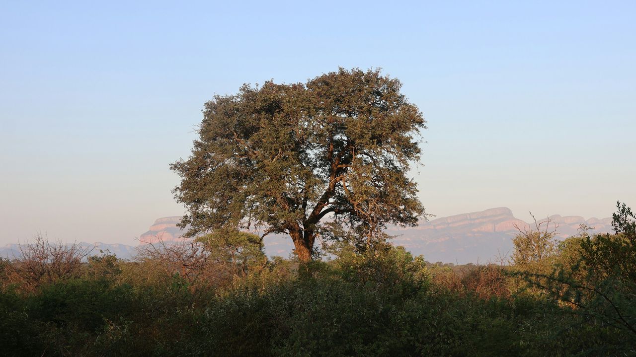 Hoedspruit - de safarihoofdstad van Zuid-Afrika | Matoke Tours