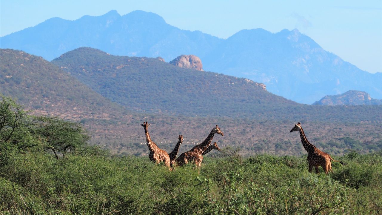 Luxe reis Kenia | Matoke Tours | 12-daagse exclusieve safari