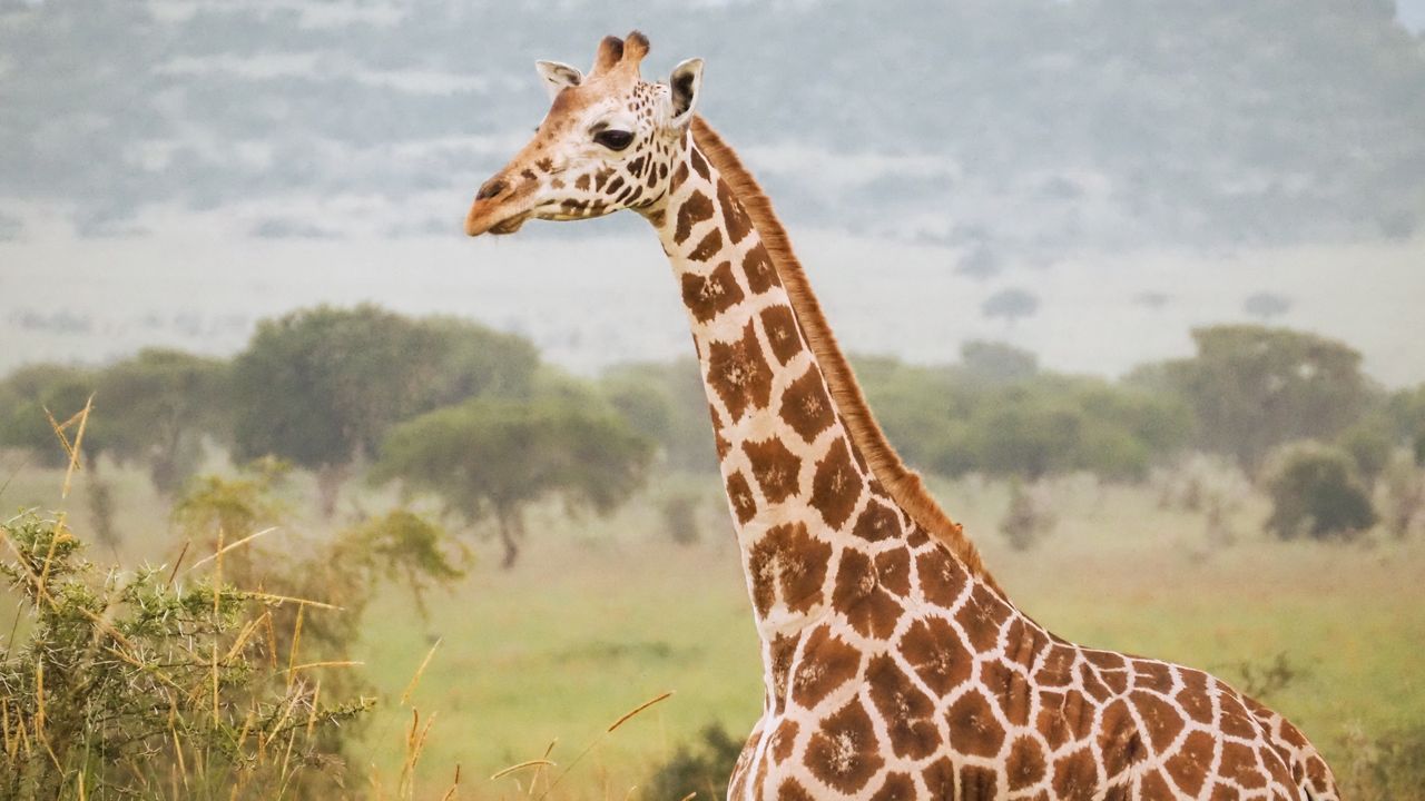 Reisspecialist Celia van Matoke Tours op studiereis door noordoost Oeganda