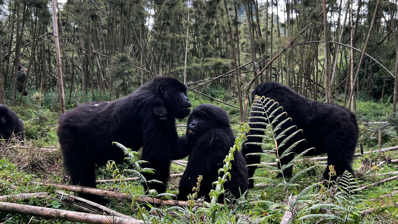 Reisspecialist Joanna op studiereis door Rwanda | Matoke Tours