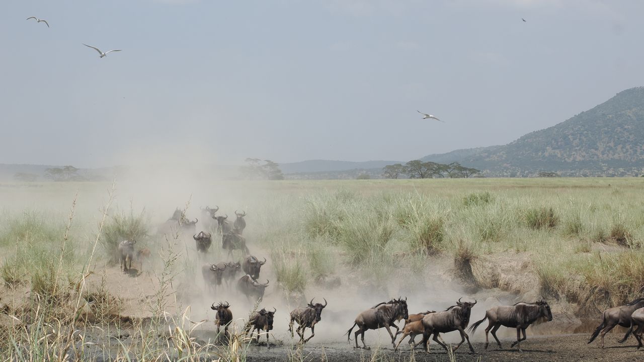 Tanzania informatie | Praktische reisinformatie | Matoke Tours